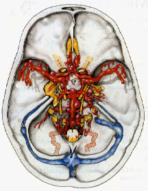 brain image